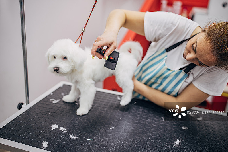 女工作人员在宠物美容沙龙梳理小马耳他犬的头发图片素材