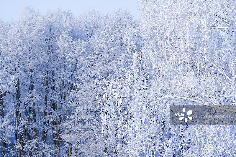 树木被冰雪覆盖的冬季森林。在寒冷的阳光下，树枝上结着美丽闪亮的霜。图片素材