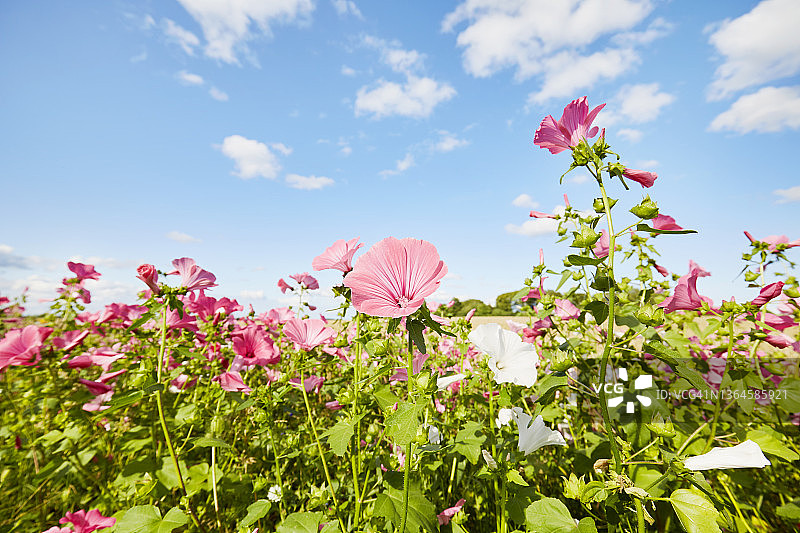 粉红色的花朵在天空的衬托下，在夏天的乡村景象图片素材