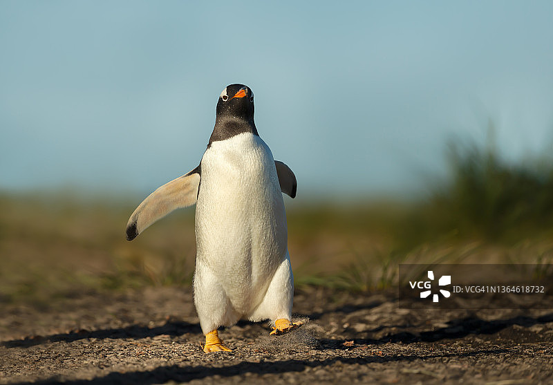 巴布亚企鹅在福克兰群岛的沿海地区行走图片素材