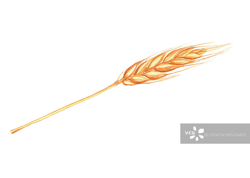 小麦穗孤立在白色背景上。水彩手绘插图。设计金奖。图片素材
