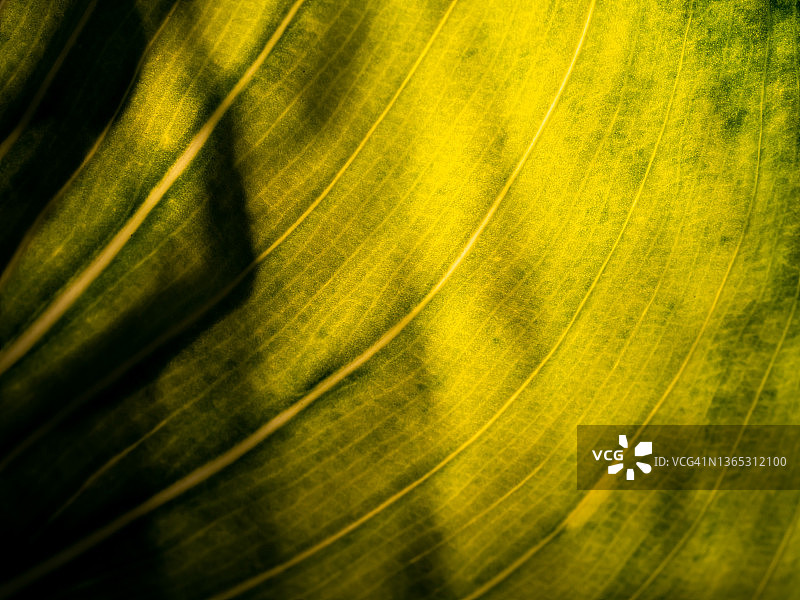 模糊的黄色树枝的叶子图片素材
