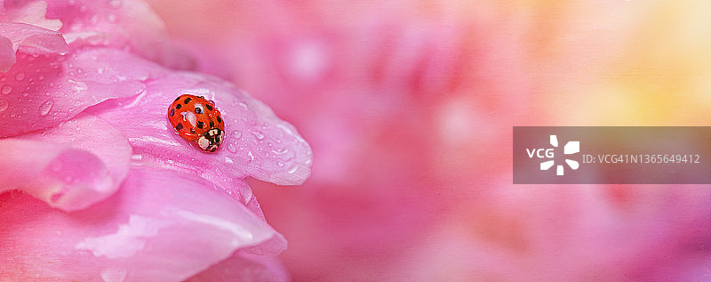 精致的粉红色牡丹花和瓢虫在花瓣。浪漫的横幅与自由的文本复制空间图片素材