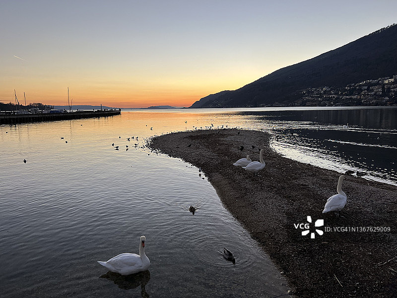 瑞士贝尔湖上的天鹅和水鸟图片素材