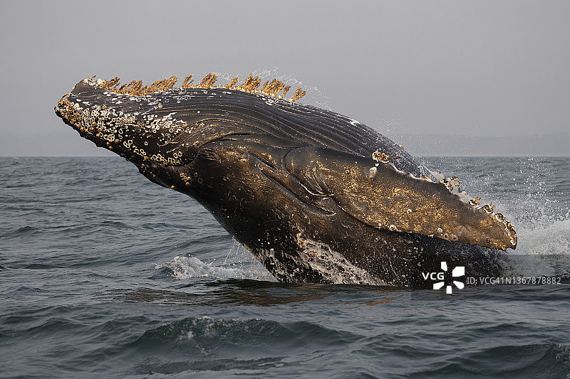 座头鲸图片素材