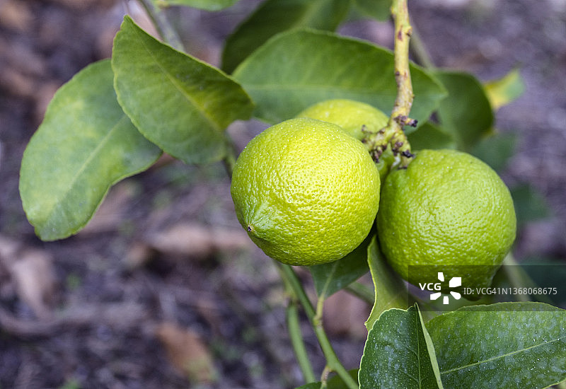 柠檬田，一棵柠檬树的树枝上挂着绿色的柠檬。图片素材