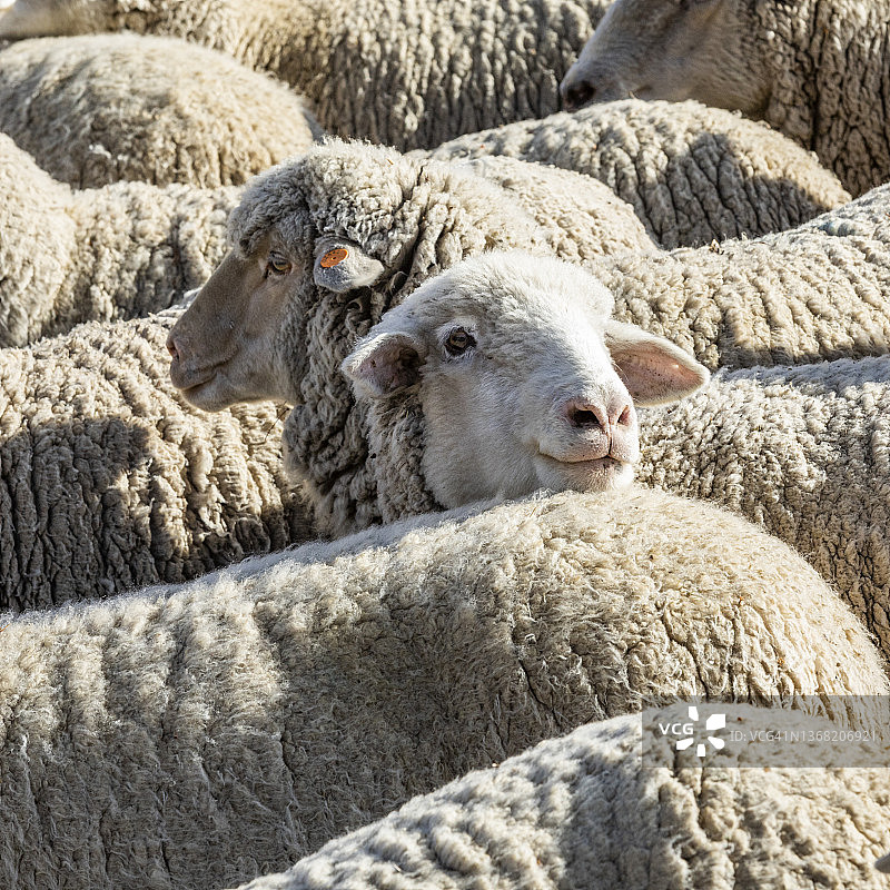 在羊节之前，羊群在田野里的特写图片素材