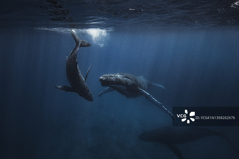 一头座头鲸和她的孩子在海面下游泳图片素材