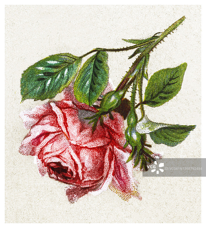 古老的彩色版画插图植物学，玫瑰家族，玫瑰花图片素材