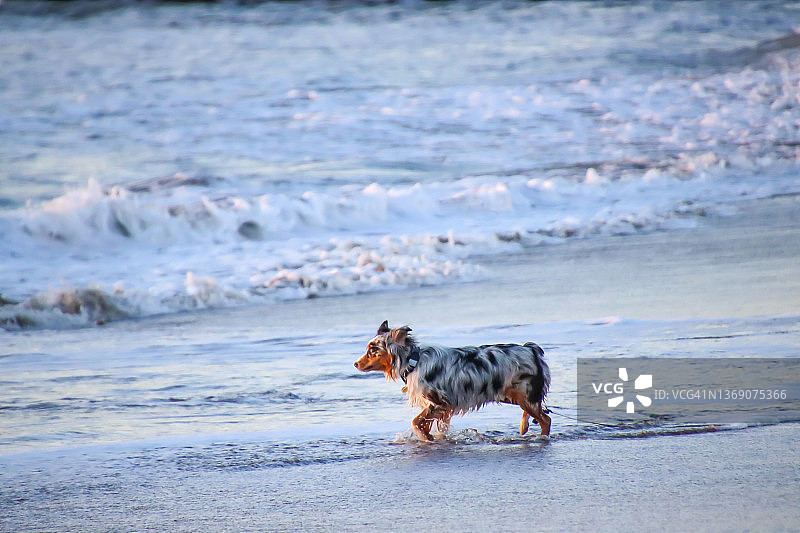 沙滩上的迷你澳大利亚牧羊犬图片素材