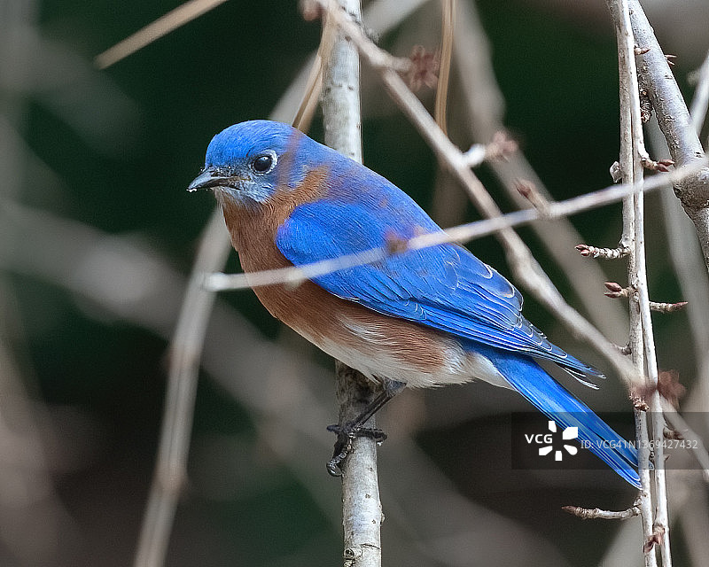 美丽的北美蓝鸟图片素材