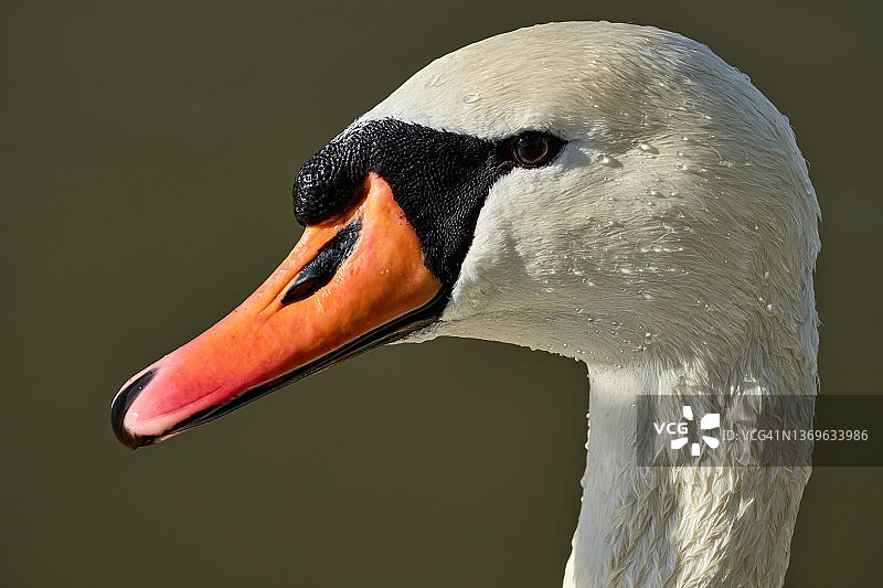白色疣鼻天鹅的肖像，它的羽毛上有水滴图片素材