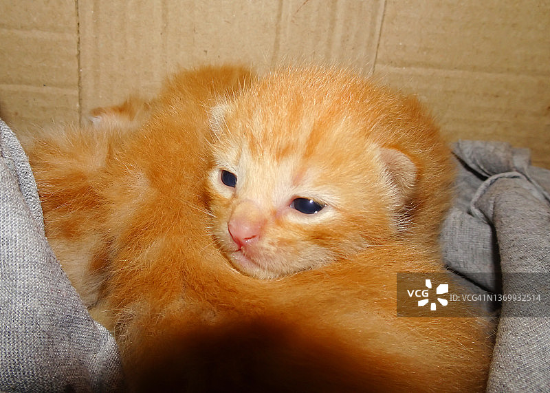 姜黄色小猫脸的特写图片素材