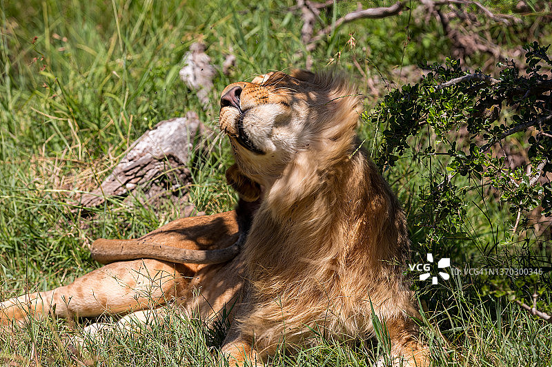 非洲狮摇头，在野外有美丽的鬃毛图片素材