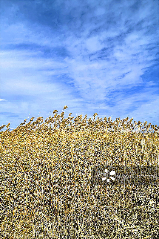 风吹芦苇草，林德赫斯特图片素材