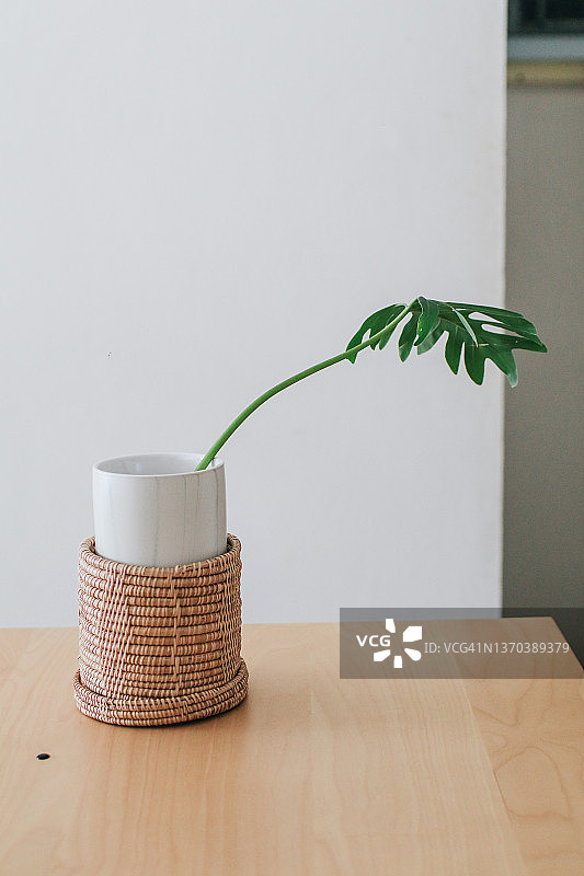 家里白色咖啡桌上的花盆里有一株绿色的怪兽植物。极简主义的概念。时髦的斯堪的纳维亚风格的房间内饰。图片素材