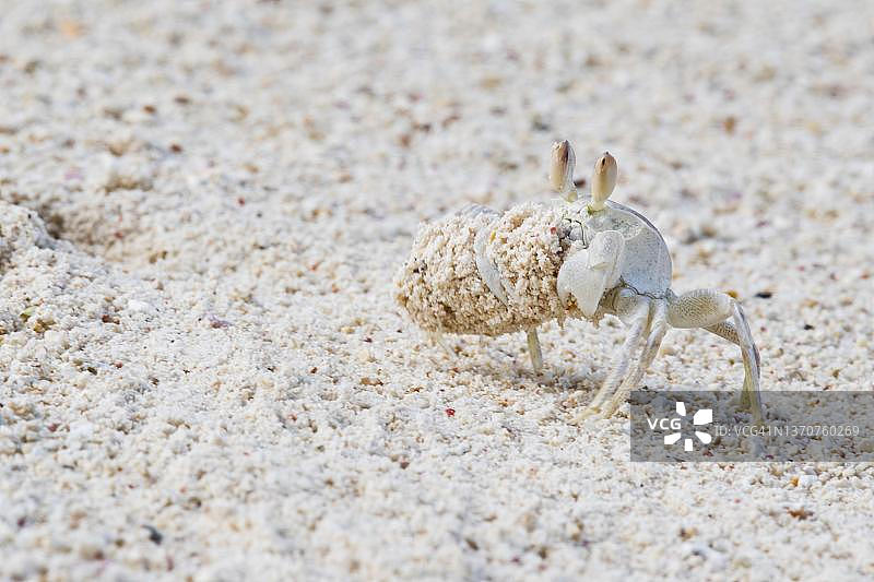 塞舌尔马埃岛的野蟹(cypode ceratophthalmus)图片素材