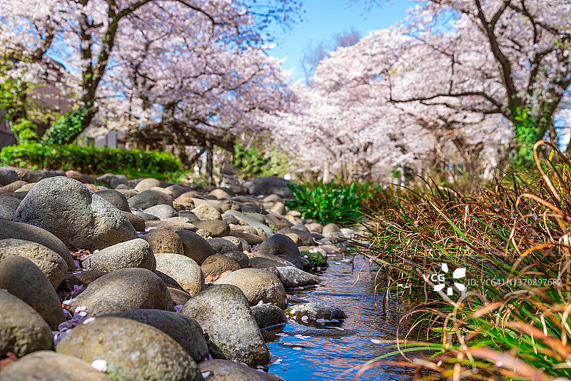 四月是东京樱花盛开的季节。日本东京立川的绿川路图片素材
