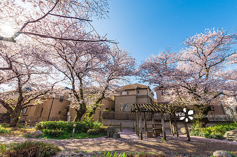 四月是东京樱花盛开的季节。日本东京立川的绿川路图片素材