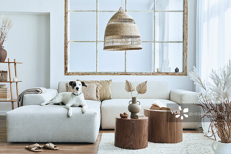 时尚的客厅室内设计模块化沙发，家具，咖啡桌，藤装饰，干花和优雅的配件在现代家居装饰。漂亮的狗躺在沙发上。图片素材