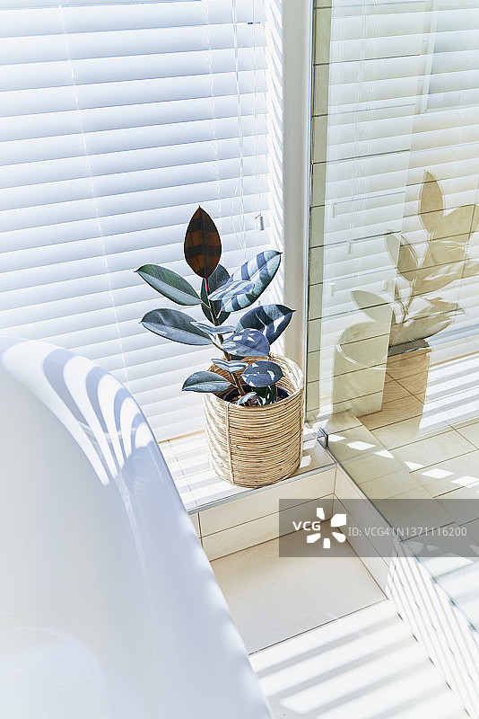 盆栽植物在阳光充足的浴室窗户与百叶窗图片素材