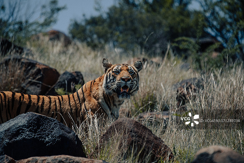 虎视眈眈的老虎盯着镜头，老虎峡谷私人狩猎保护区，自由州，南非图片素材