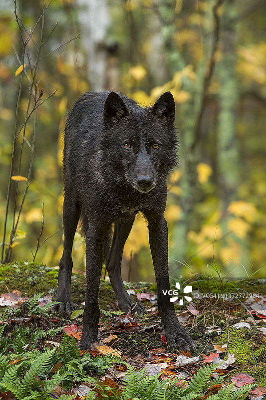 灰太狼在秋天的树林里，黑太狼图片素材