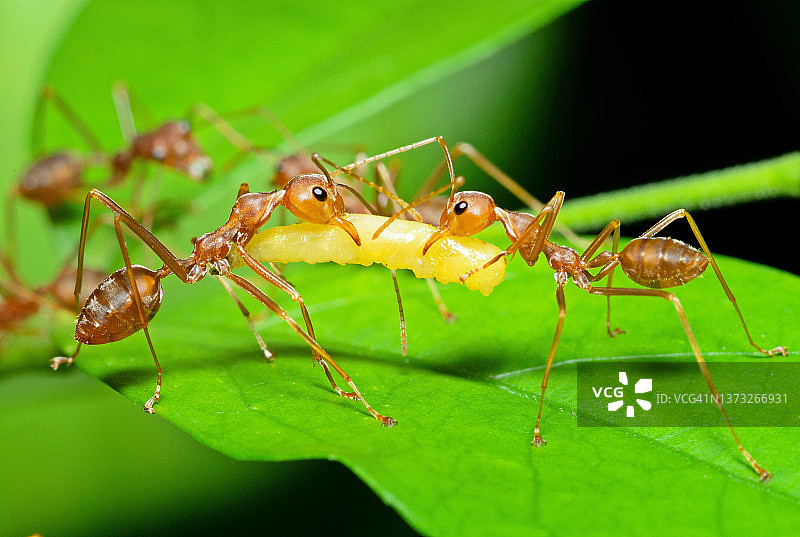 蚂蚁咬水果蠕虫-动物行为。图片素材