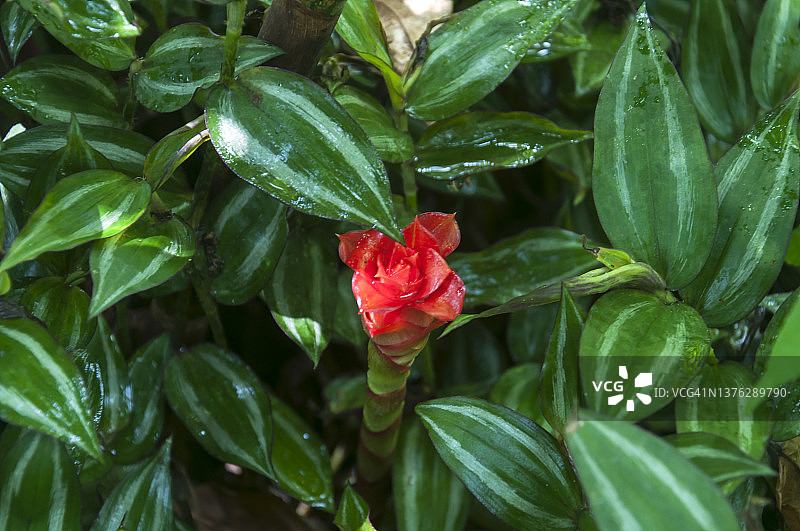 生长于热带雨林的印度尼西亚蜡姜(Tapeinochilos ananassae)图片素材