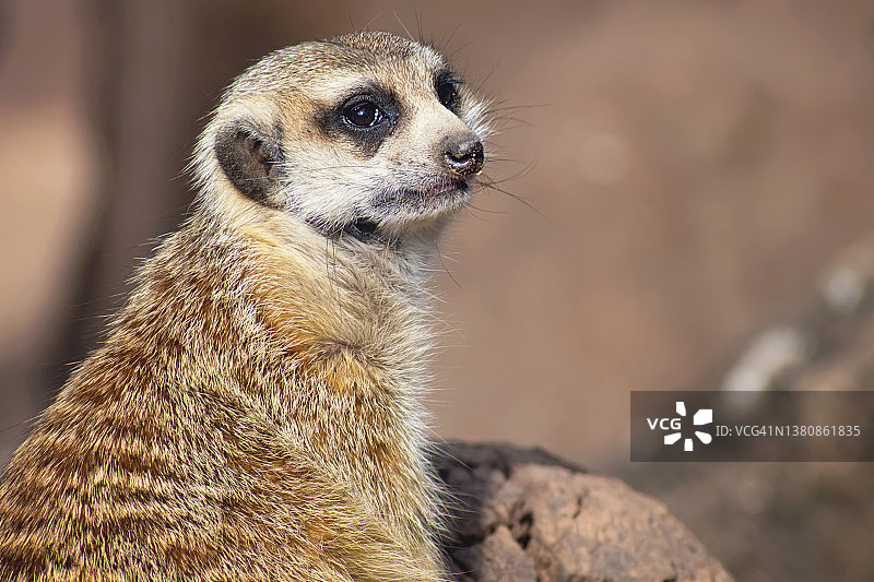 Meerkat （Suricata suricatta）图片素材
