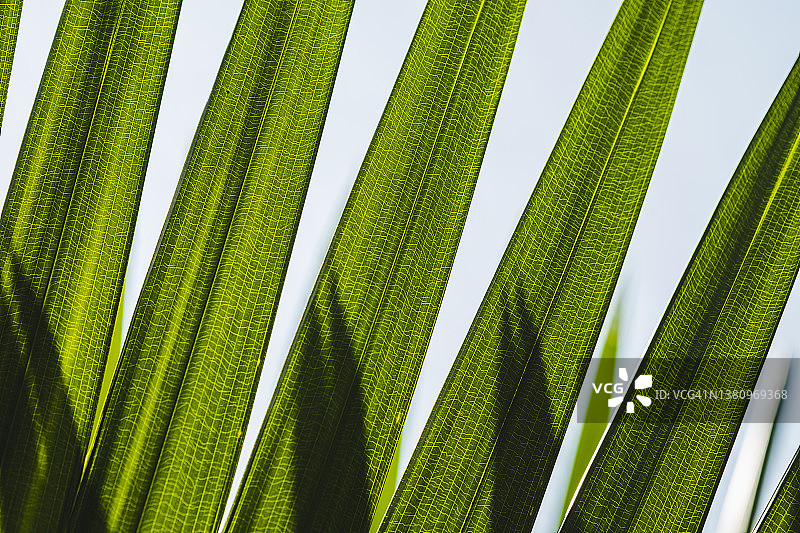 特写棕榈叶纹理绿色棕榈叶背景图片素材