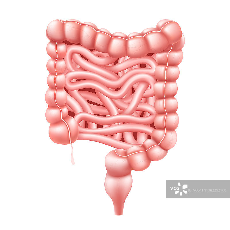 肠道。小肠和大肠的现实的三维矢量插图。人体内部器官，消化道。矢量插图孤立在白色背景上。图片素材
