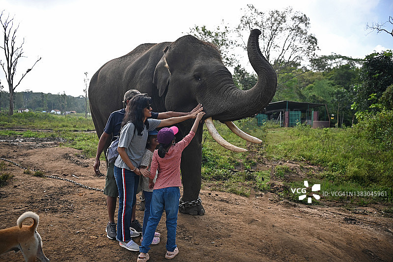 卡纳塔克邦，库奥格，一家人在Dubare大象营地抚摸大象图片素材