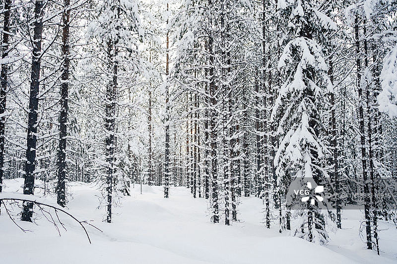 傍晚时分，松树林中有雪图片素材