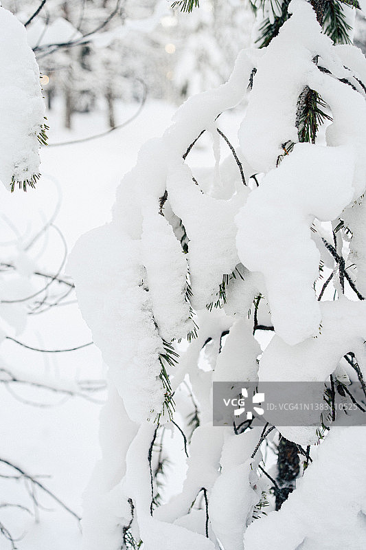 密集的树枝覆盖着雪。图片素材