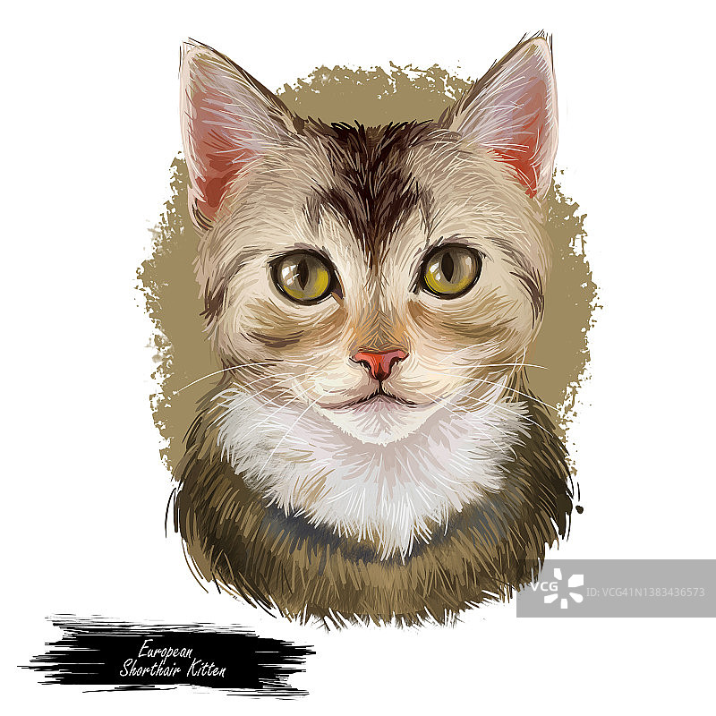 欧洲短毛猫，孤立于白色背景。为网络图标手绘好玩的哺乳动物的数字艺术插图。家猫的头，短毛，水彩和绿色的眼睛图片素材