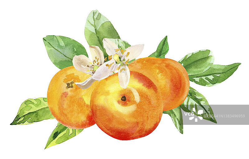 水彩手绘柑桔葡萄果、花、叶。图片素材