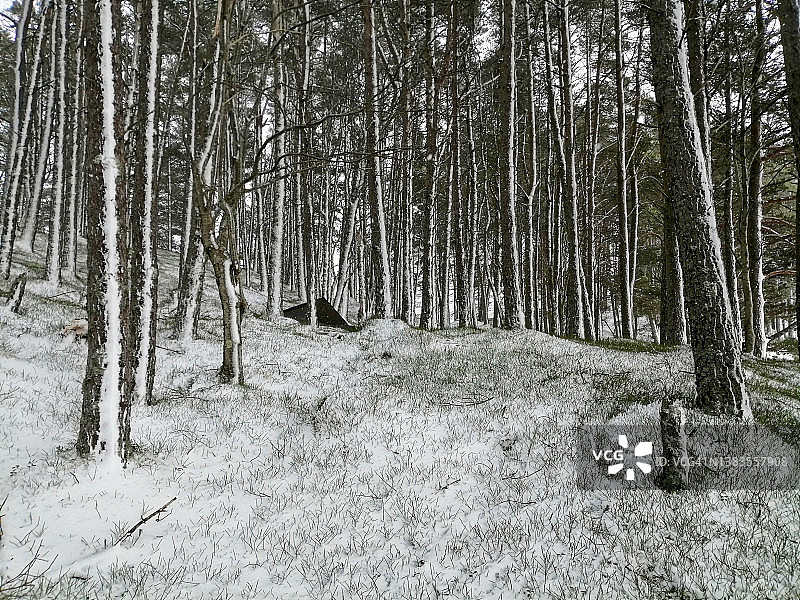 苏格兰奥西恩湖森林里隐藏的防水布掩体图片素材