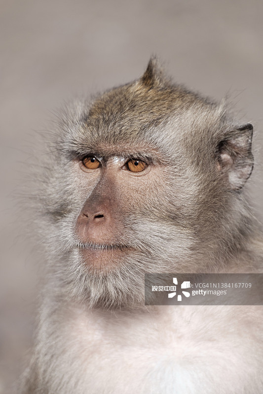 巴鲁兰国家公园的成年猴子图片素材