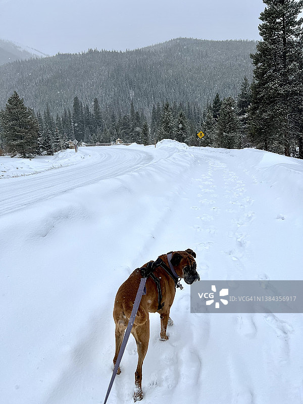 在雪地里遛狗图片素材