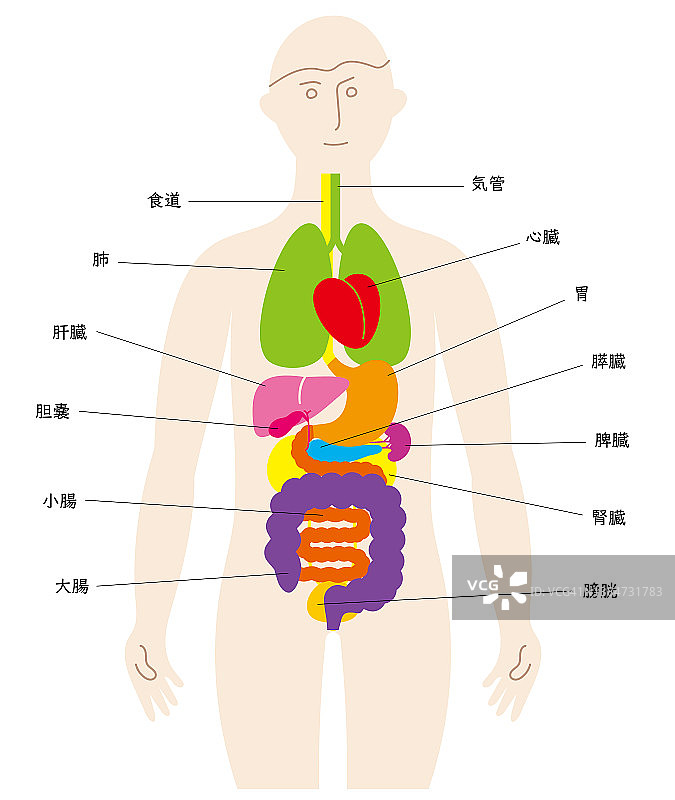 人体和器官的有趣插图，带有日本名字图片素材