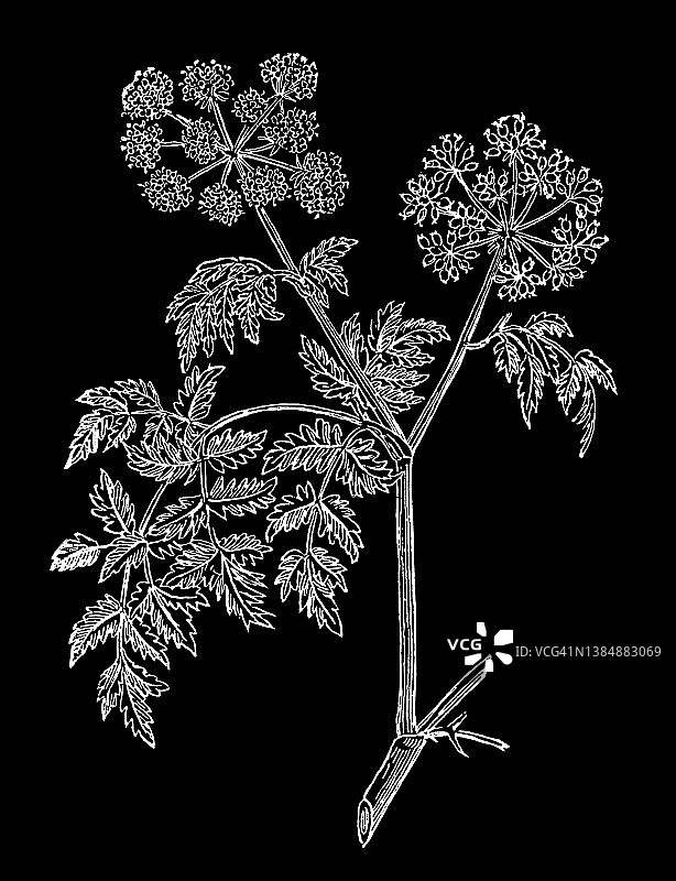 旧的铁杉或毒芹(Conium maculatum)彩色版画插图。图片素材