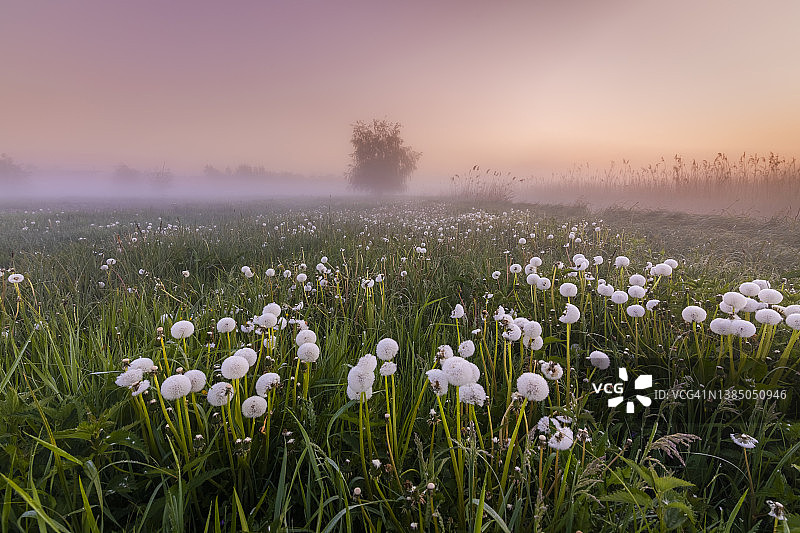 夏天的晨雾中草地上。美丽的蒲公英在雾中图片素材