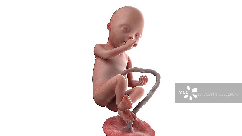 20周的人类胎儿，插图图片素材