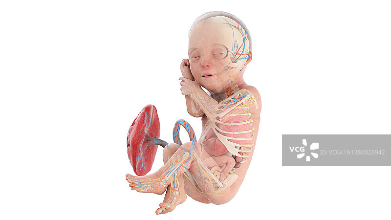 29周人体胎儿解剖图，图示图片素材