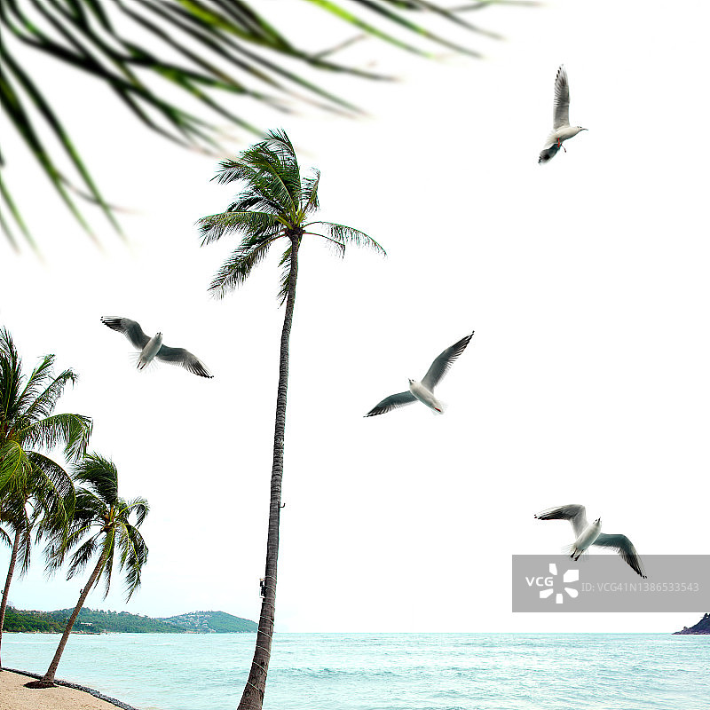 清新的热带岛屿沙滩，闪亮的大海和棕榈树图片素材