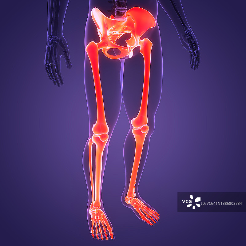 人体骨骼系统下肢骨关节解剖图片素材