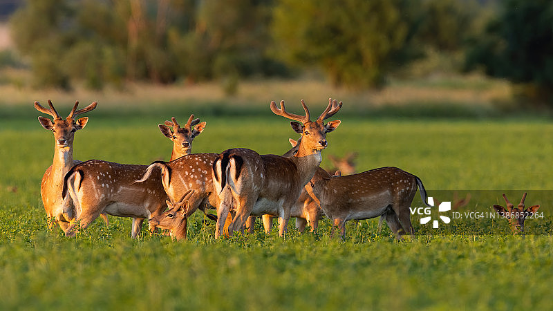 一群休耕鹿站在夏日夕阳下的草地上图片素材