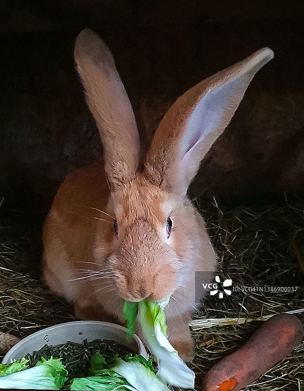 兔子吃图片素材