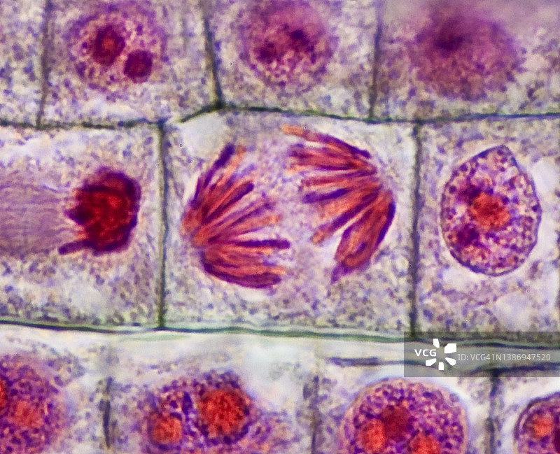 细胞分裂-植物的有丝分裂，后期，洋葱(葱属)根尖，600X图片素材